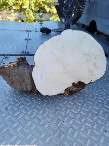 激安王価格‼️楠木の猿の腰掛、天然物 激安王価格‼️楠木の猿の腰掛、天然物