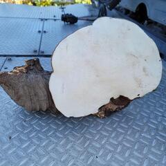 激安王価格‼️楠木の猿の腰掛、天然物