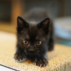 【募集一時停止】小さくて可愛すぎる黒子猫