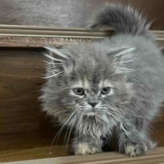 スコティッシュ　ブルーの毛色の子猫