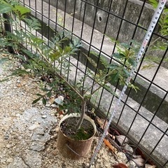 シマトネリコ　庭木