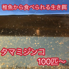 タマミジンコ　100匹程度　（メダカ　金魚　熱帯魚　アクアリウム）