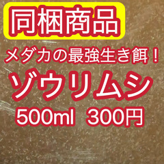 【ゾウリムシ500ml　300円】　メダカ　金魚　熱帯魚　針子　稚魚