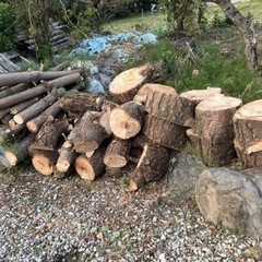 丸太　松の木伐採　無料