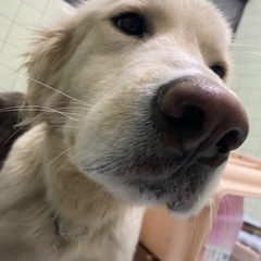 大型犬 ミックス 