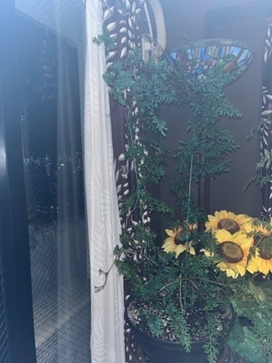 植物青いシダ セラギネラ ウィルディノウィー90センチ - その他 植物青いシダ セラギネラ ウィルディノウィー90センチ - その他