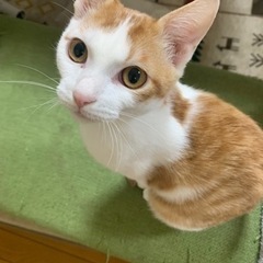 🐈5ヶ月　茶白　オス　去勢済み