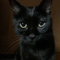 黒猫メス募集します！
