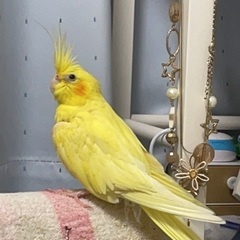 オカメインコを探しています！