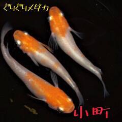 小町　稚魚１０匹＋α　メダカ