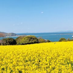 【日払い！】【単発1日〜OK！】徳島県三好郡東みよし町で菜の花の...