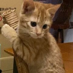 ●里親さん決まりました●茶トラ♀子猫☆里親さん募集!!