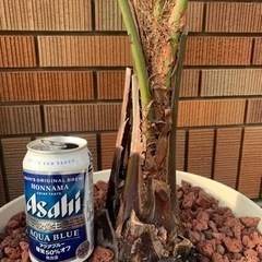 ココスヤシ🌴一鉢のみ!! 葉先まで大型約170cm