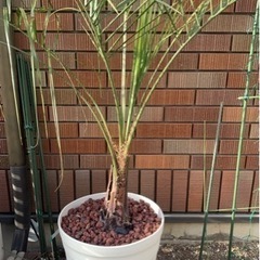 ココスヤシ🌴一鉢のみ!! 葉先まで大型約170cm