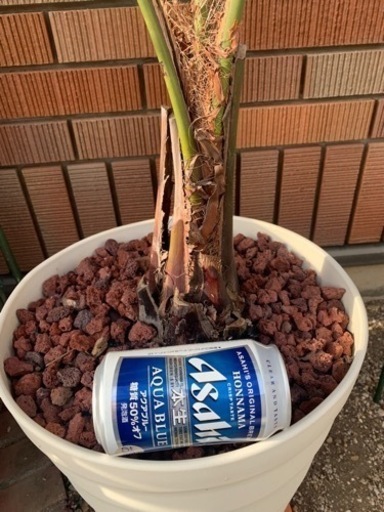 ココスヤシ一鉢のみ!! 葉先まで大型約170cm - その他 