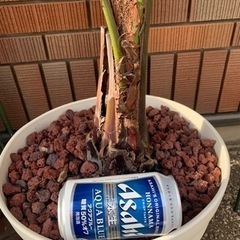 ココスヤシ🌴一鉢のみ!! 葉先まで大型約170cm