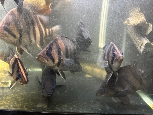 ダトニオ　プラスワン　1匹