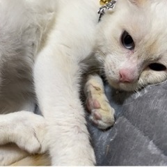 🐈お話し中🐈‍⬛　里親募集中　推定4ヶ月　雄猫　白に茶色模様 - 猫