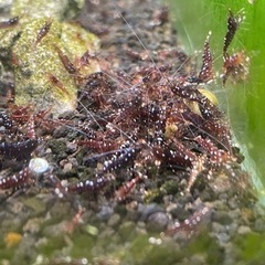 15匹セット！スラウェシギャラクシー【限定1】 15匹セット！スラウェシギャラクシー【限定1】