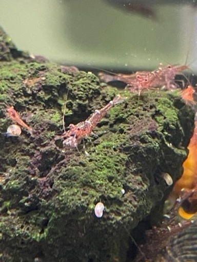 15匹セット！スラウェシミニブルー【限定1】 高品質 