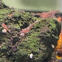 スラウェシミニブルー15匹セット