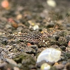 決まりました】10匹セット。スラウェシホワイトオーキッド【限定1】