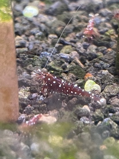 15匹セット！スラウェシギャラクシー【限定1】