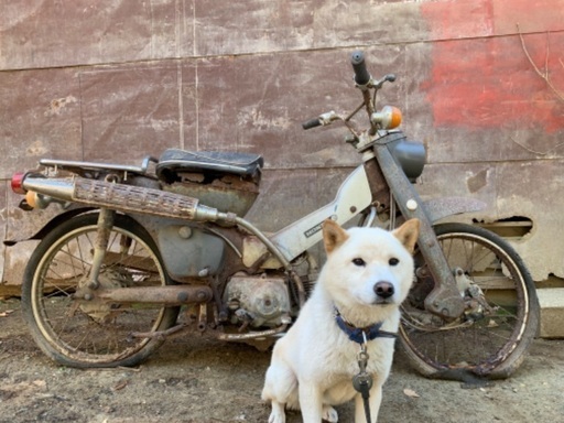 1968 CT50 ハンターカブ　キック不可　茨城県常陸太田市　かがくの里付近