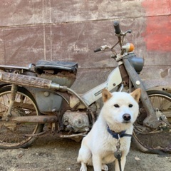 1968 CT50 ハンターカブ　キック不可　茨城県常陸太田市　...