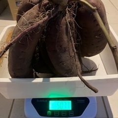 大きなサツマイモ　3kg〜