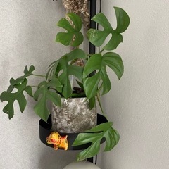 観葉植物　1