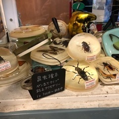 【ネット決済】昆虫標本入荷しました!! 1個¥300~ 販売中！...