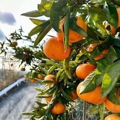 【完売御礼】安くておいしいみかん🍊今年も出品します！