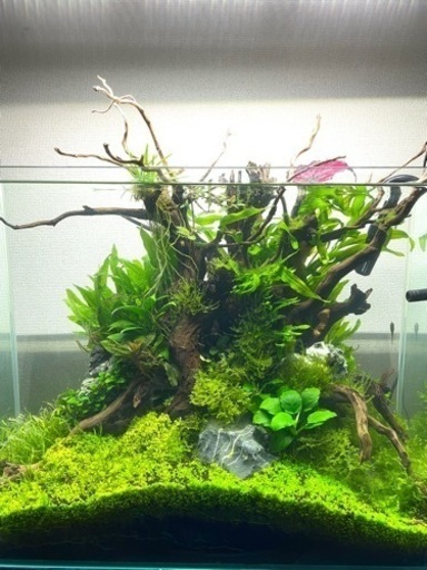 60cmハイタイプ 水草レイアウト水槽【完売しました！】