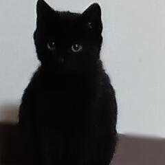 黒の子猫　譲渡完了しました。