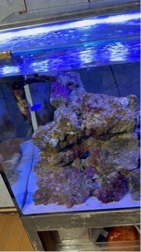珊瑚水槽セット