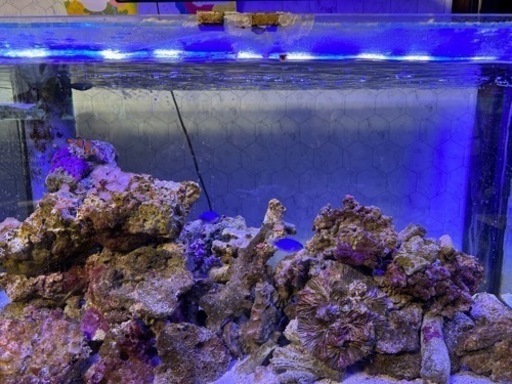珊瑚水槽セット