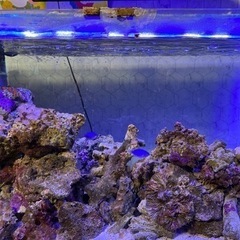 珊瑚水槽セット