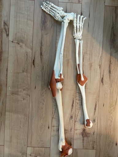 ☆人体模型☆ 骨格模型　模型　骨盤 3B Scientific GmbH 3B Scientific™ Adult Human Skeleton - includes 3B Smart