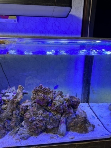 珊瑚水槽セット