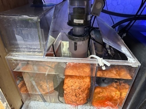 珊瑚水槽セット