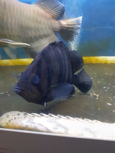 大型魚