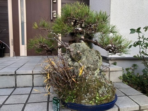 石付き盆栽黒松ケヤキ おくら