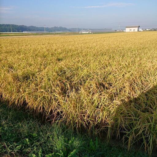 七城米令和4年産特別栽培米です！