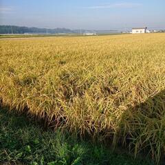 七城米令和4年産特別栽培米です！ 