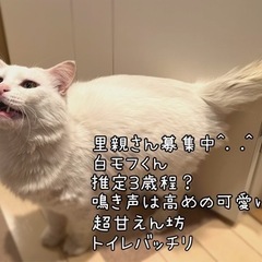 白モフ 甘えん坊や