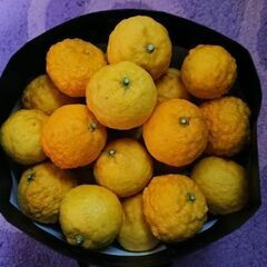 無農薬柚子(20～30個)
