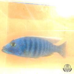 熱帯魚　アフリカンシクリッド　アーリー　鮮やか　青色