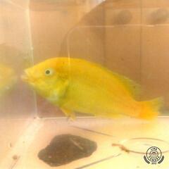 熱帯魚　アフリカンシクリッド　カエルレウス　鮮やか　黄色