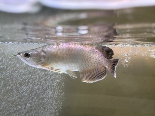値下げ【熱帯魚】グリーンアロワナ目測23cm(難アリ)